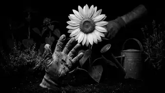 Mastering Plants vs. Zombies™: The Essential Sunflower Strategy header