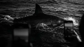 Pourquoi Hungry Shark Evolution Surpasse Ses Rivaux en Arcade header