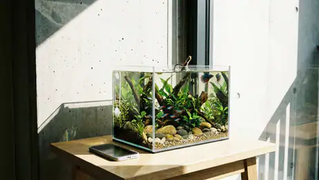 איך Fishdom הופך פאזל יומיומי לקהילה סביב האקווריום header